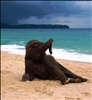 Phuket Elephant on the Beach